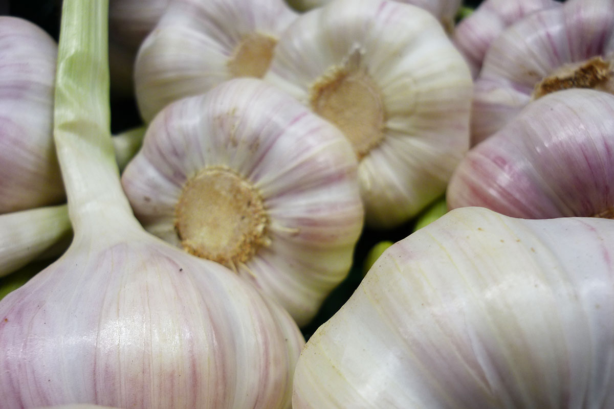 knoblauch